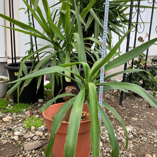 観葉植物　ユッカの画像
