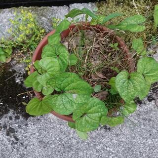 むかご １鉢
