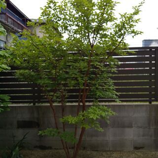 ヒメシャラ差し上げます
