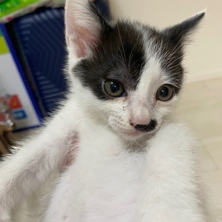 猫ちゃん飼ってくれる方募集してます！
