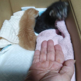 生後2、3週間の子猫です