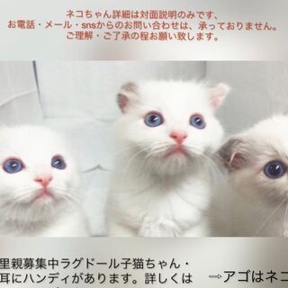 ラグドール（2匹は里親様決定のこりは男の子1匹です。）子猫　●●...