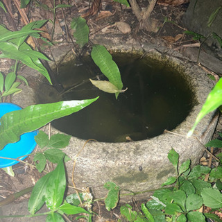 石手水鉢、