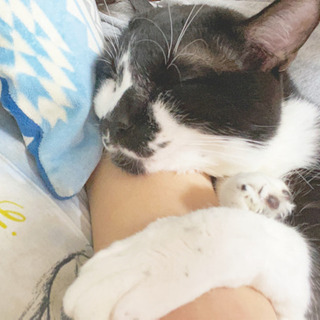 大切な黒猫ちゃんの里親募集をいたします。
