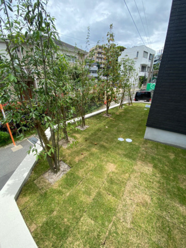 再値下げ☆おまけ付き☆庭木6本☆