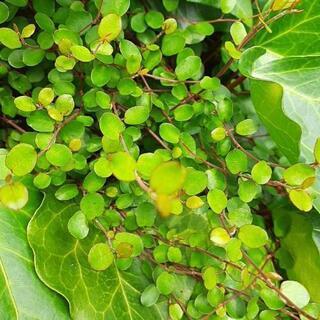 ツル植物切り苗25本以上⇔オロナミンCと交換で♡