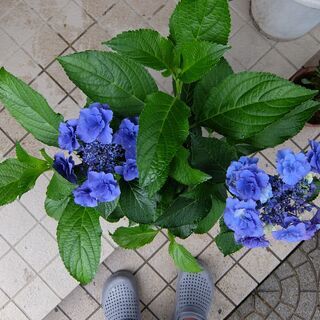 アジサイの画像