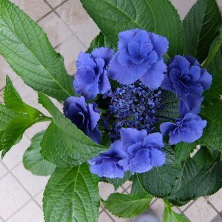 アジサイの画像