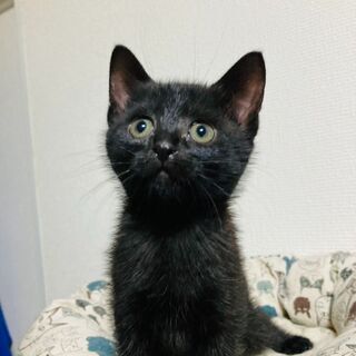 可愛い黒猫モモちゃん
