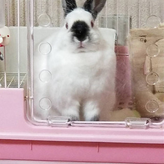 飼育している生き物で動物園を作ろう(ˊᗜˋ)