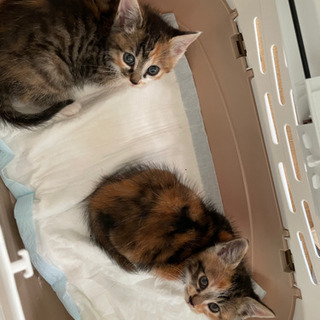 子猫2匹の里親募集します