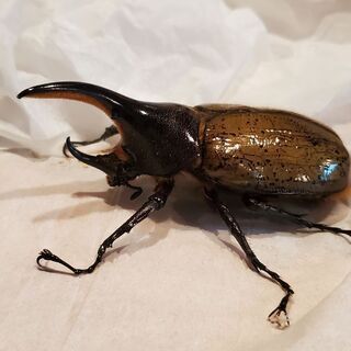 カブトムシまとめ売り