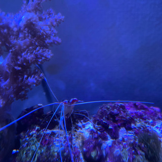 海水魚