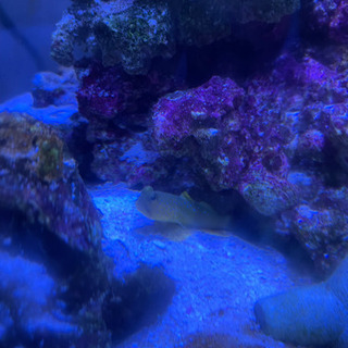 海水魚の画像