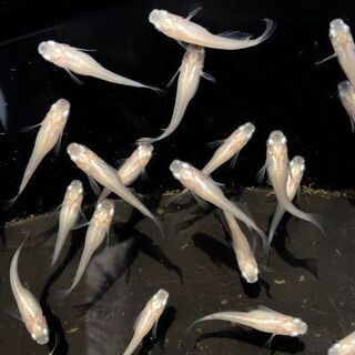 新潟県 上越市のメダカの中古が安い！激安で譲ります・無料で