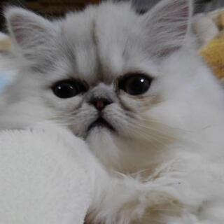 とっても甘えん坊な1歳のペルシャ猫の女の子です。