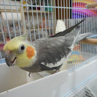 オカメインコ（オス３才）
