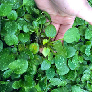 水草+浮草α（無農藥）の画像