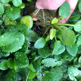 水草+浮草α（無農藥）の画像