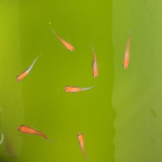 ミジンコ 青水 ゾウリムシの画像