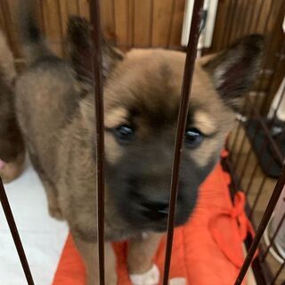 梅吉くんすごくひとなつこいです - 名古屋市