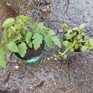 枝豆の苗10株　トマト苗３株　まとめて　