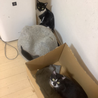 里親募集します