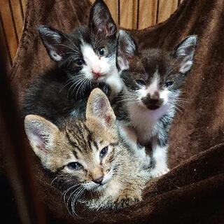 【募集停止中】里親募集 キジトラ ハチワレ 黒ぶち 3匹