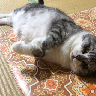 【ドタキャンのため時間がありません】血統書付きスコティッシュフォ...