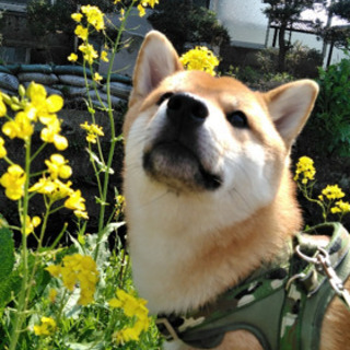 まさ 柴犬 1歳 お申し出多数のため受付一旦停止させていただきます。