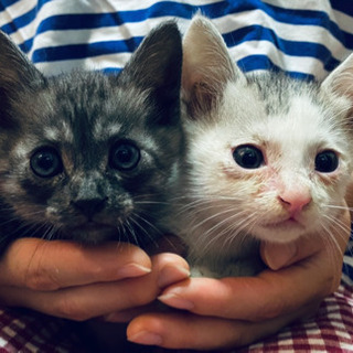 生後1ヶ月ほどの仔猫、離乳済み