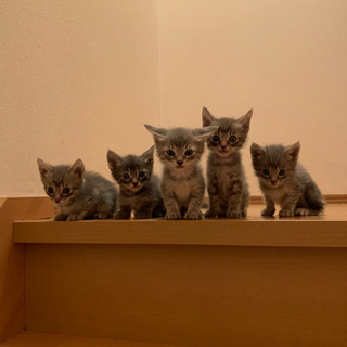 子猫ちゃんたちの里親募集(全員決まりました！)