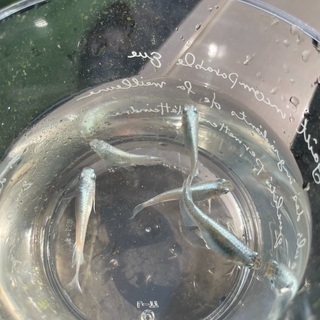 メダカ稚魚　各種　1000円均一　　の画像