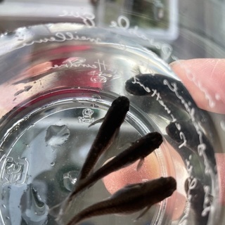 メダカ稚魚　各種　1000円均一　　の画像