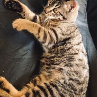 ■生後約４ヶ月■　◆キジトラ　プチ模様　おっとり人懐っこい甘えん...