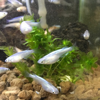 ミユキメダカを交換しませんか