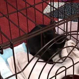 黒ねこ　　福ねこ