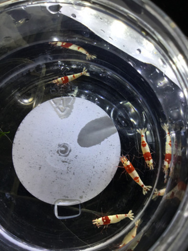 【熱帯魚】レッドビーシュリンプ　良グレード　　水槽内全部