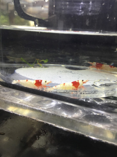 【熱帯魚】レッドビーシュリンプ　良グレード　　水槽内全部