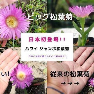 ハワイ　ジャンボ松葉菊　大輪　5株　希少　ピンク　アクリクリ