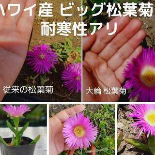 ハワイ　ジャンボ松葉菊　大輪　5株　希少　ピンク　アクリクリの画像
