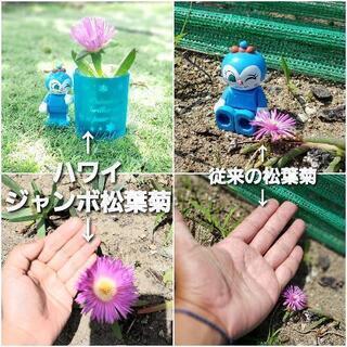 ハワイ　ジャンボ松葉菊　大輪　5株　希少　ピンク　アクリクリの画像