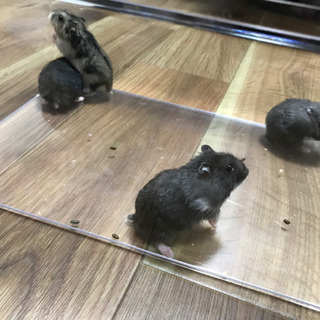 ジャンガリアンハムスターの赤ちゃん