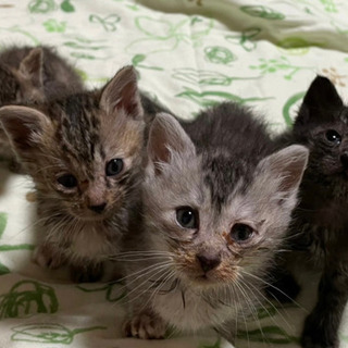 1ヶ月未満の子ネコ(保護猫)