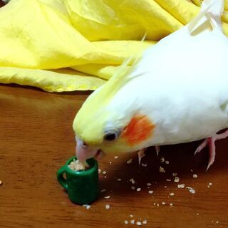 小鳥仲間さん、お話しましょう～