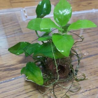 アヌビアス・ナナ　ゴールデンプチ　水草