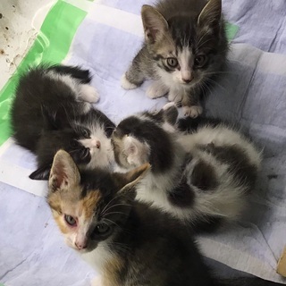 仔猫の里親募集です　オス3匹