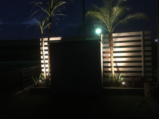 🌴最安🌴特大サイズ‼️ロベレニー　ヤシ🌴