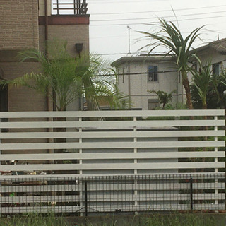 🌴最安🌴特大サイズ‼️ロベレニー　ヤシ🌴の画像