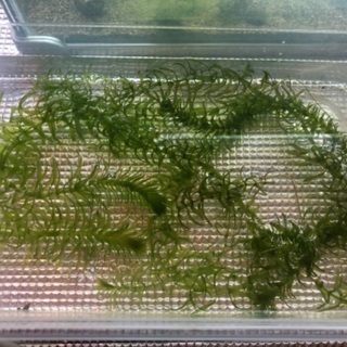 水草　アナカリス